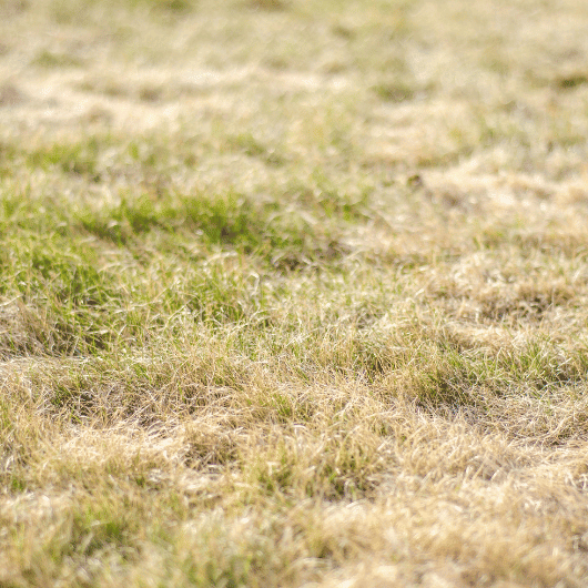 Dried Out Lawn
